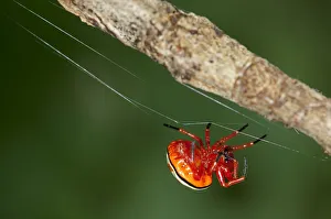 Images Dated 5th March 2012: Bolas spider -Encyosaccus sexmaculatus-, orb-web spider, Tiputini rain forest
