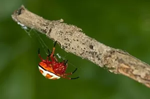 Bolas spider -Encyosaccus sexmaculatus-, orb-web spider, Tiputini rain forest, Yasuni National Park, Ecuador