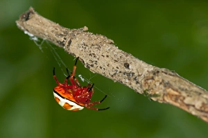 Images Dated 5th March 2012: Bolas spider -Encyosaccus sexmaculatus-, orb-web spider, Tiputini rain forest