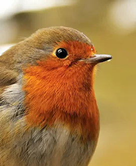 Images Dated 5th November 2013: Bold robin