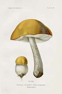 Images Dated 9th May 2017: Boletus mushroom 1891