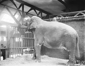Cage Prints: Bolivar, the Asian Elephant