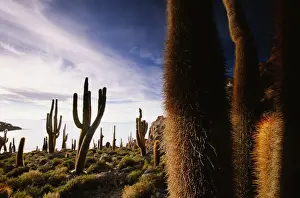 Bolivia, Salar de Uyuni, Isla Pescado, giant cacti