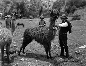 Lac0049 Prints: A Bolivian Man With A LLama In Bolivia