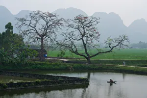 Images Dated 28th March 2015: Bombax ceiba trees in My Duc, Hanoi, Vietnam