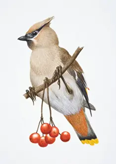 Berry Prints: Bombycilla garrulus, Bohemian Waxwing perched on a tree branch by red berries