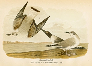 Seagull Gallery: Bonaparte gull bird lithograph 1890