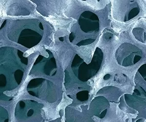 Images Dated 5th February 2009: Bone tissue, close-up