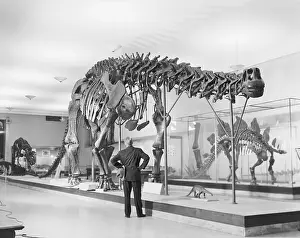 Bones of a Brontosaurus