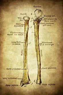 The two bones of the forearm, Ulna and Radius
