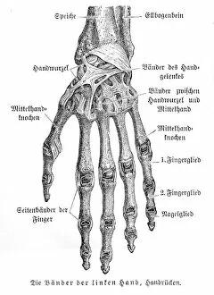 Images Dated 3rd May 2017: Bones of hand anatomy engraving 1857