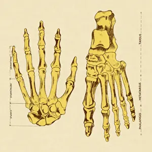 Illust Prints: Bones of Hands and Foot