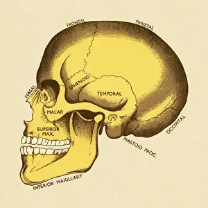 Illustr Prints: Bones of Human Skull