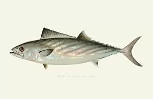 Images Dated 16th July 2016: Bonito illustration 1899