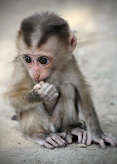Monkey Collection: Bonnet macaque -Macaca radiata-, baby monkey in captivity, Laos, Southeast Asia