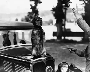 Prints of A dog doing a trick on the bonnet of a car Vintage Car Collection Prints: Bonnet Trick