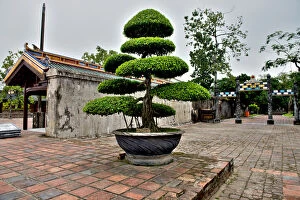 Images Dated 8th December 2012: Bonsai at Imperial City Hue Thua Thien Province