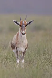 Ruminant Prints: Bontebok -Damaliscus dorcas- at Bontebok National Park, South Africa