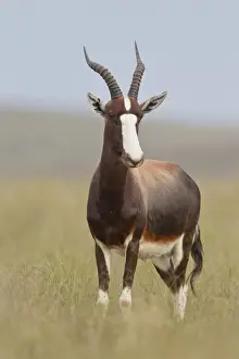 Ruminant Prints: Bontebok -Damaliscus dorcas- at Bontebok National Park, South Africa