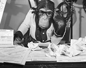 Chimpanzee Prints: Bonzo the Chimp