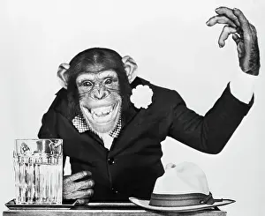 Bonzo the Chimp Campaigning