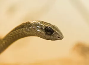 Images Dated 31st August 2012: Boomslang -Dispholidus typus-, Living Desert Snake Park, Walvis Bay, Namibia