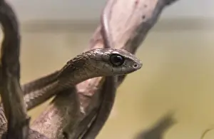 Boomslang -Dispholidus typus-, Living Desert Snake Park, Walvis Bay, Namibia