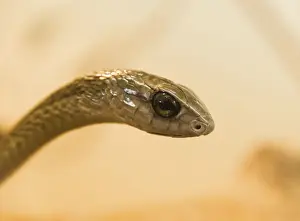 Colubrid Prints: Boomslang -Dispholidus typus-, Living Desert Snake Park, Walvis Bay, Namibia