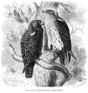 Eagle Bird Gallery: Booted eagle engraving 1892