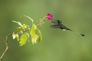 Images Dated 15th August 2017: Booted Racket-tail