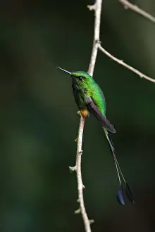 Booted Racket-tail