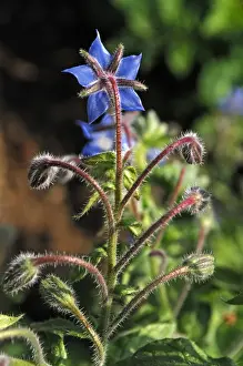 Herbs Prints: Borage (Borago officinalis), Flower
