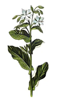 Borage (Borago officinalis), also known as a starflower