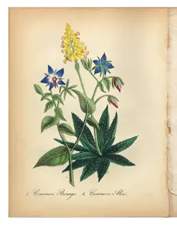 Body Care Prints: Borage and Common Aloe Victorian Botanical Illustration