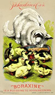 Ducks Prints: Boraxine is a blessing to housekeepers