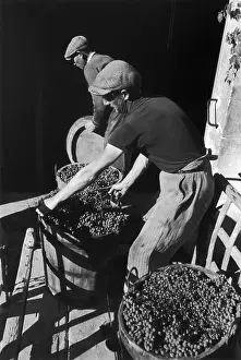 Roles And Occupati Prints: Bordeaux Harvest