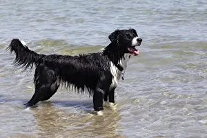 Canidae Prints: Border Collie crossbreed, standing in the water near a beach