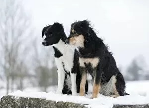 Border Collie puppy, 4 months, sitting on snow-covered rocks with a mixed-breed dog, Satteldorf, Hohenlohe