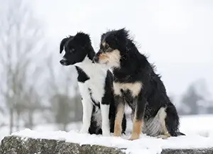 Side By Side Prints: Border Collie puppy, 4 months, sitting on snow-covered rocks with a mixed-breed dog