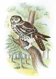 Images Dated 4th July 2015: Boreal owl engraving 1896