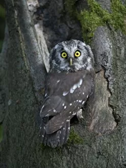 Images Dated 27th September 2014: Boreal Owl or Tengmalms Owl -Aegolius funereus-, Rhineland-Palatinate, Germany