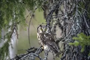 Images Dated 28th April 2011: Boreal Owl or Tengmalms Owl -Aegolius funereus-, Kuusamo, Finland