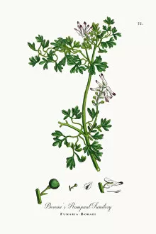 Images Dated 25th September 2017: Boreauas Rampant Fumitory, Fumaria Boraei, Victorian Botanical Illustration, 1863