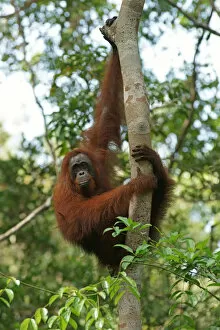 Island Of Borneo Gallery: Bornean Orangutan -Pongo pygmaeus-, Tanjung Puting National Park, Central Kalimantan, Borneo