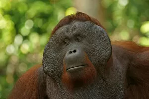 Island Of Borneo Gallery: Bornean Orangutan -Pongo pygmaeus-, male, Tanjung Puting National Park, Central Kalimantan