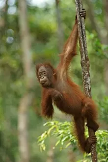 Island Of Borneo Gallery: Bornean Orangutan -Pongo pygmaeus-, young, Tanjung Puting National Park, Central Kalimantan