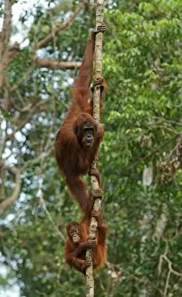 Island Of Borneo Collection: Bornean Orangutans -Pongo pygmaeus-, adult female with young, Tanjung Puting National Park