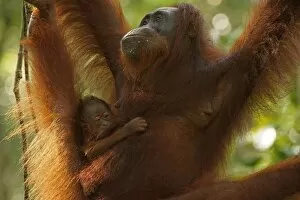 Island Of Borneo Gallery: Bornean Orangutans -Pongo pygmaeus-, adult female with young, Tanjung Puting National Park