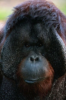Images Dated 3rd September 2005: Borneo orang utan (Pongo pygmaeus) close up, captive, Borneo, Indonesia