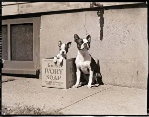 Boston Bulldog and Puppy